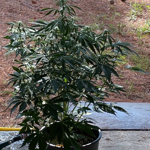 #2 growlog timeline photo