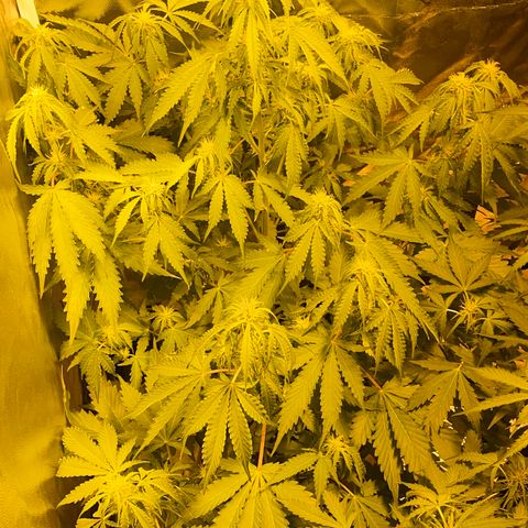 #2 growlog timeline photo