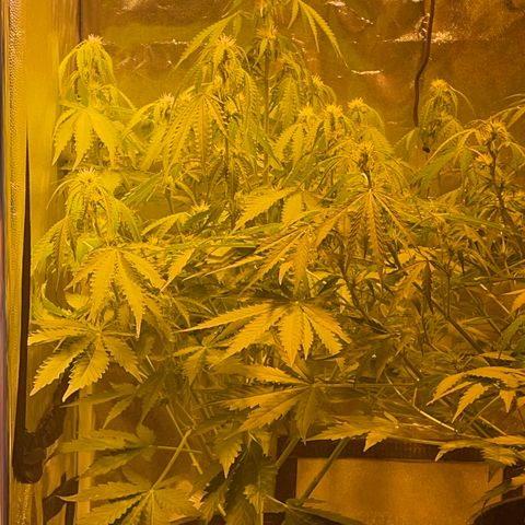 #2 growlog timeline photo