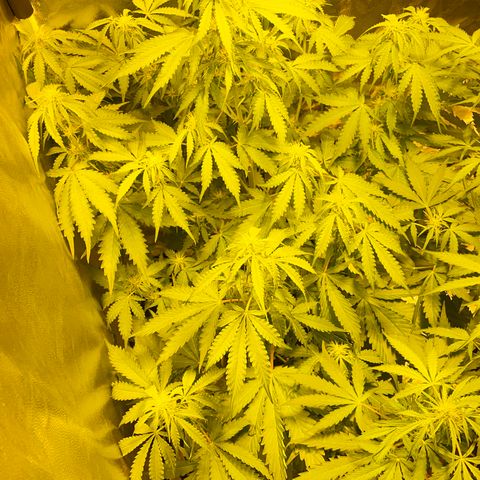 #2 growlog timeline photo