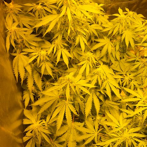 #2 growlog timeline photo
