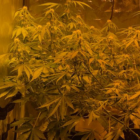 #2 growlog timeline photo