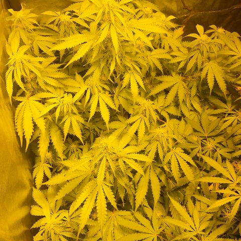 #2 growlog timeline photo