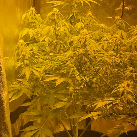 #2 growlog timeline photo