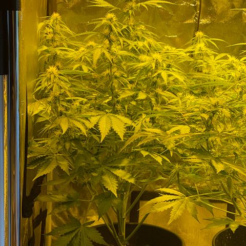 #2 growlog timeline photo