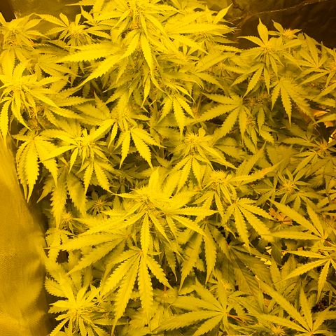 #2 growlog timeline photo