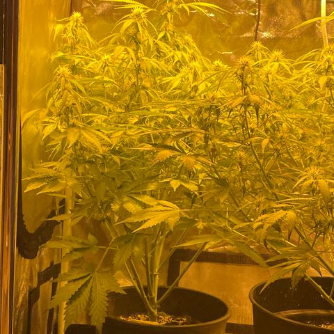#2 growlog timeline photo