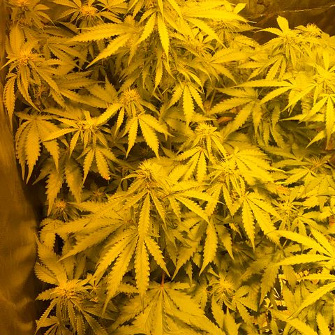 #2 growlog timeline photo
