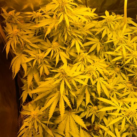 #2 growlog timeline photo