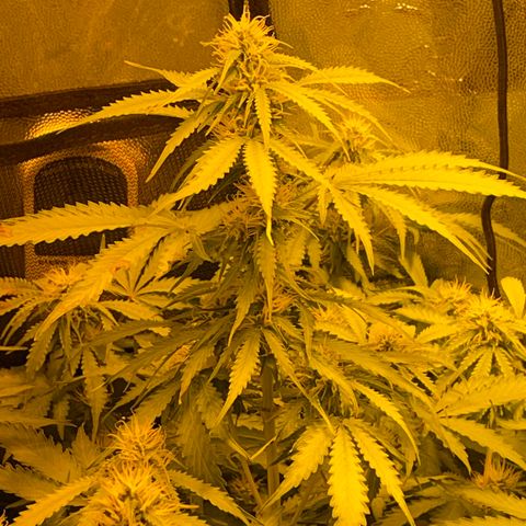 #2 growlog timeline photo