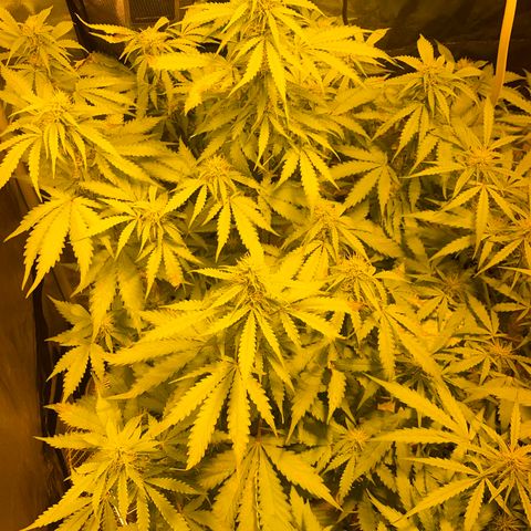 #2 growlog timeline photo