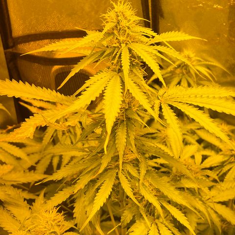 #2 growlog timeline photo