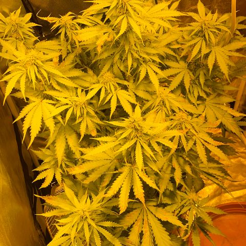 #2 growlog timeline photo