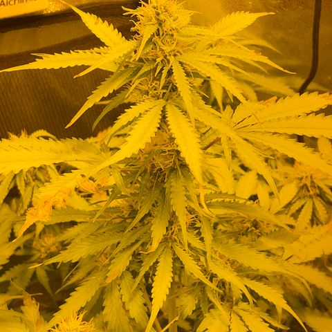 #2 growlog timeline photo