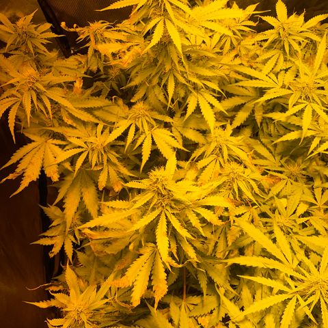 #2 growlog timeline photo