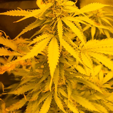 #2 growlog timeline photo