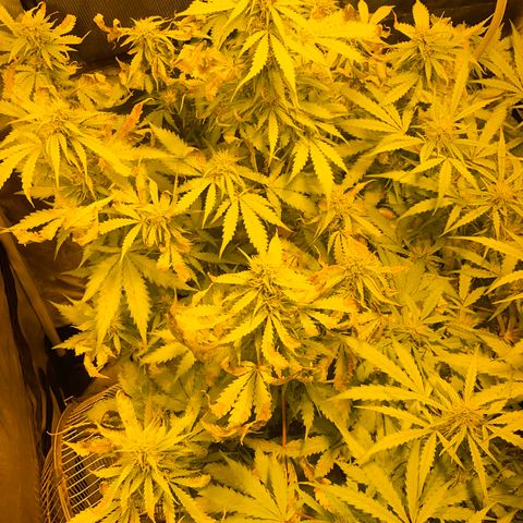 #2 growlog timeline photo