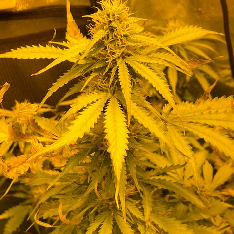#2 growlog timeline photo