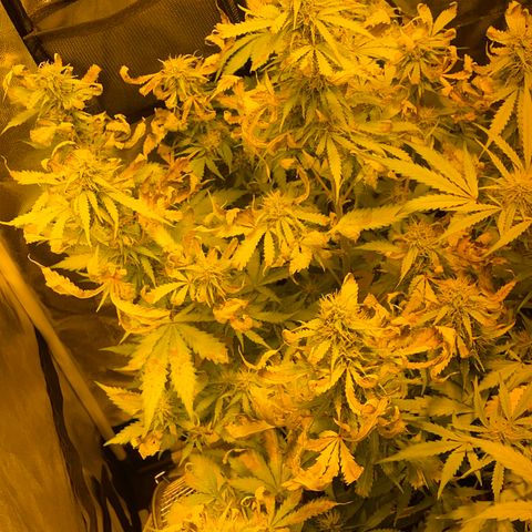 #2 growlog timeline photo