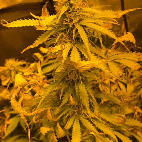 #2 growlog timeline photo