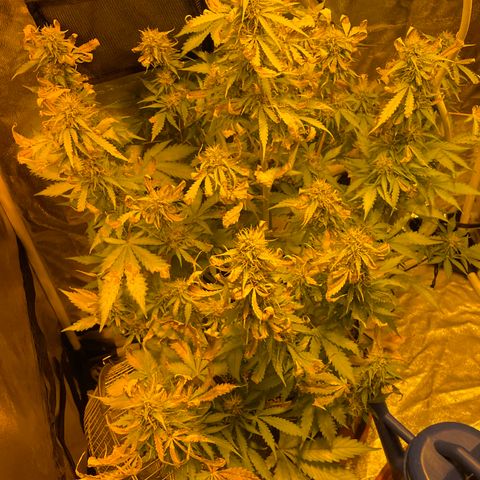 #2 growlog timeline photo