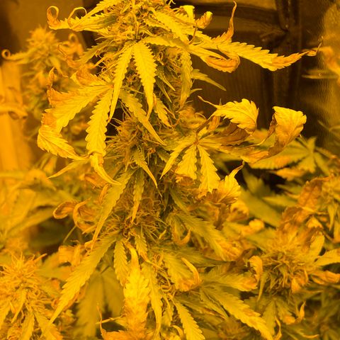 #2 growlog timeline photo