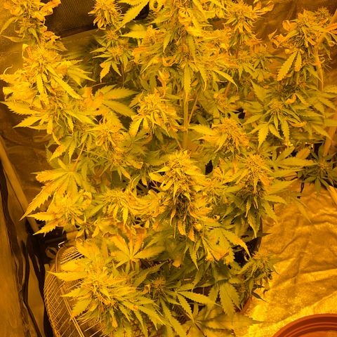#2 growlog timeline photo