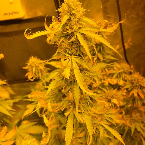 #2 growlog timeline photo