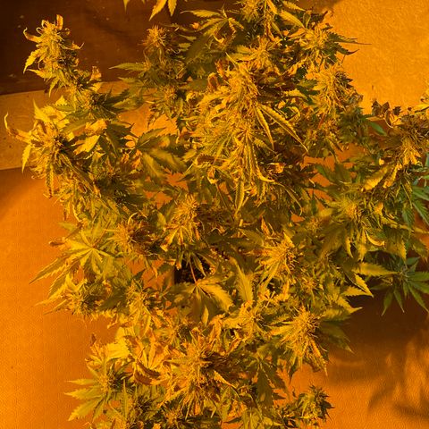 #2 growlog timeline photo