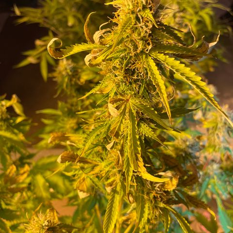 #2 growlog timeline photo