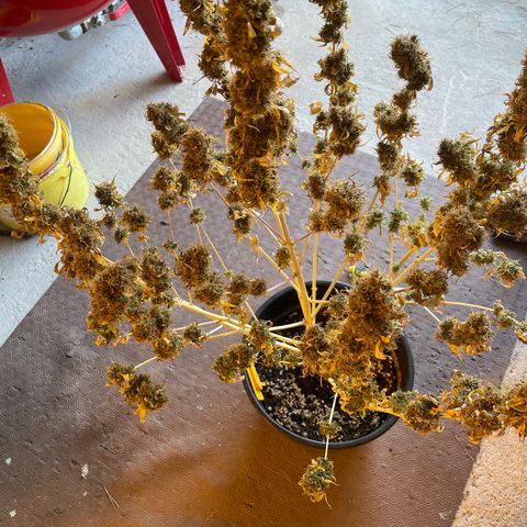 #2 growlog timeline photo