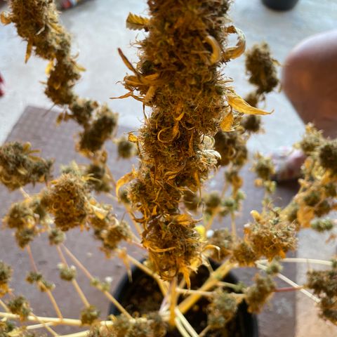 #2 growlog timeline photo