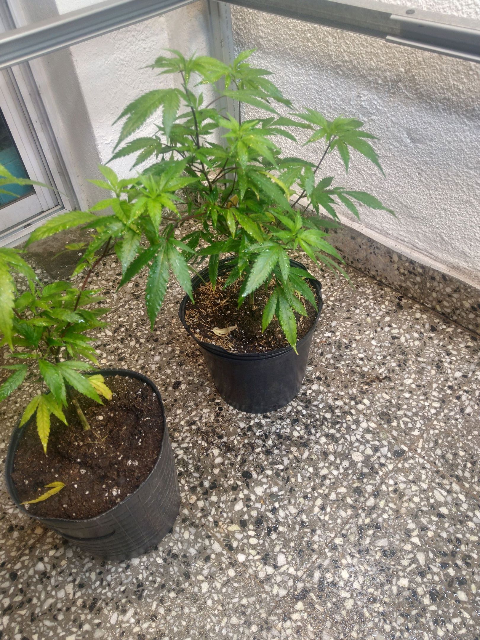 Eleven Roses growlog header