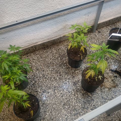 Eleven Roses growlog photo