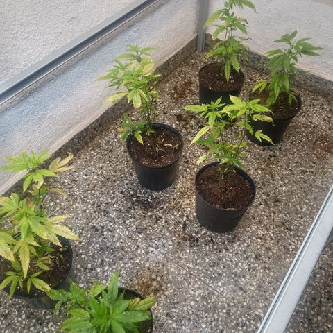 Eleven Roses growlog photo