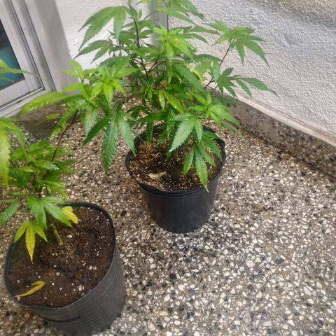 Eleven Roses growlog photo