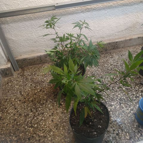 Eleven Roses growlog photo