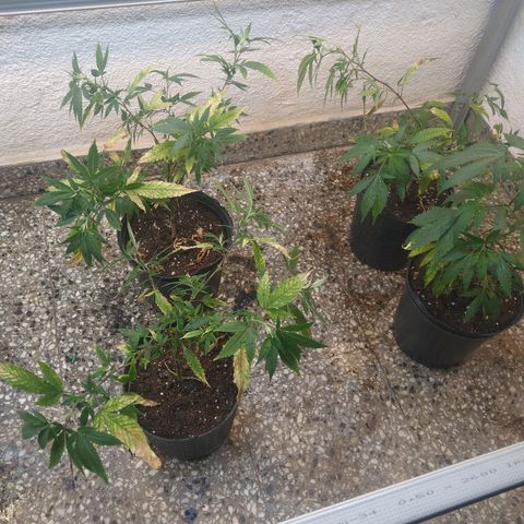 Eleven Roses growlog timeline photo