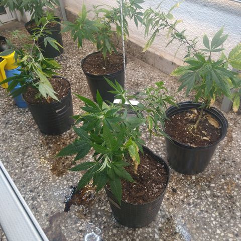 Eleven Roses growlog timeline photo