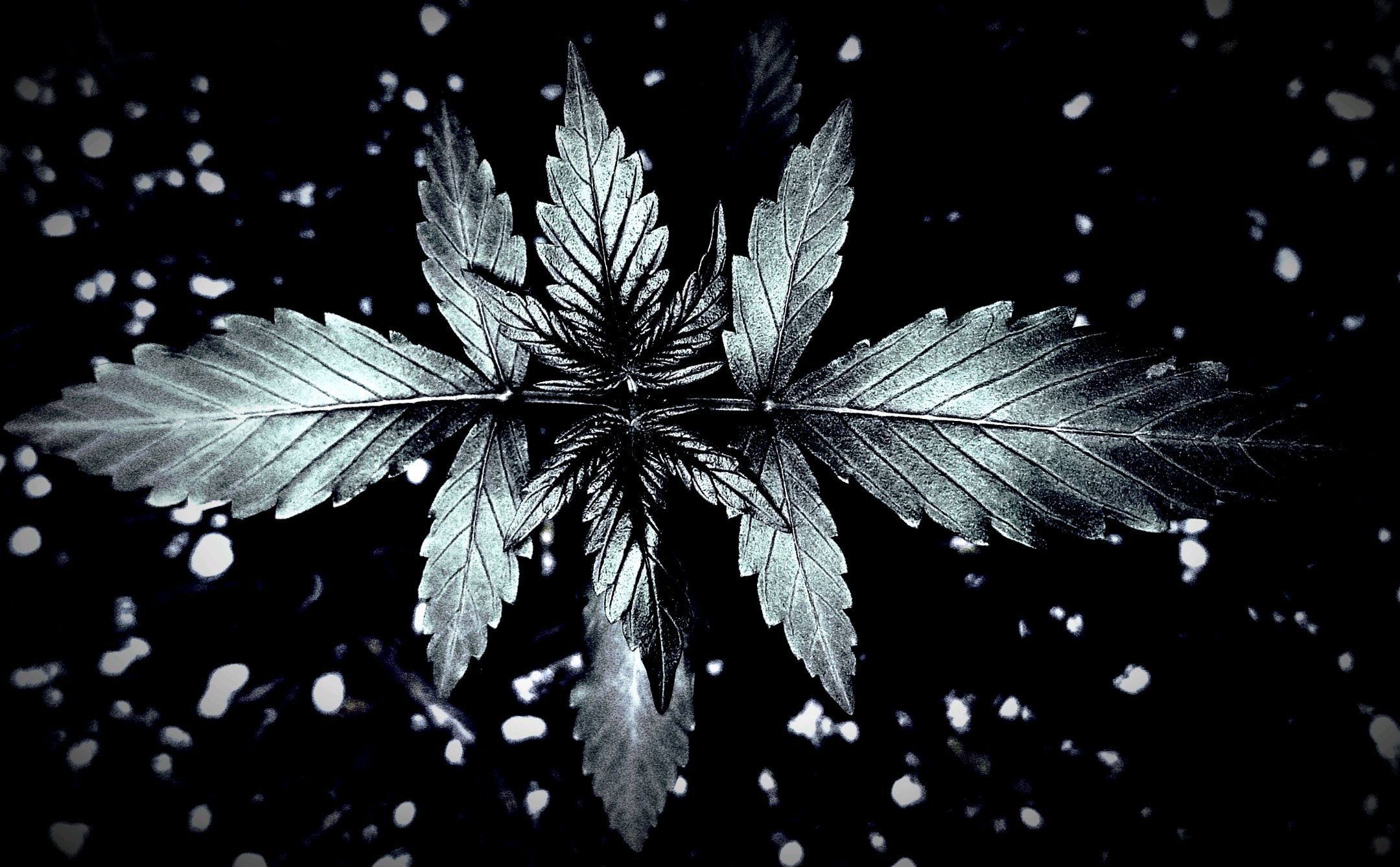 Afghan Kush Auto growlog header