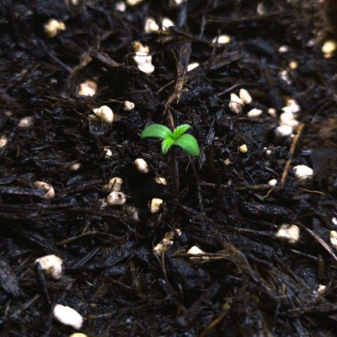 Afghan Kush Auto growlog photo