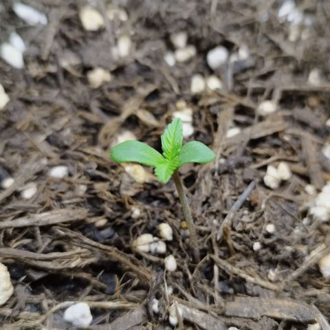 Afghan Kush Auto growlog photo