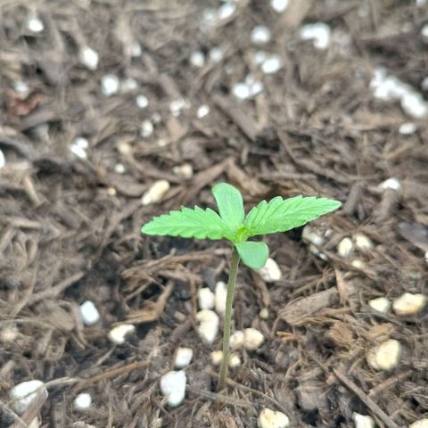 Afghan Kush Auto growlog photo