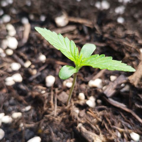 Afghan Kush Auto growlog photo