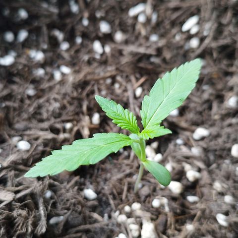 Afghan Kush Auto growlog photo