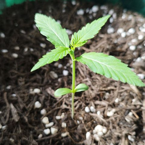 Afghan Kush Auto growlog timeline photo