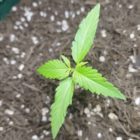 Afghan Kush Auto growlog timeline photo