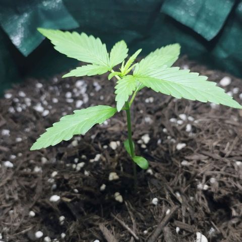 Afghan Kush Auto growlog timeline photo