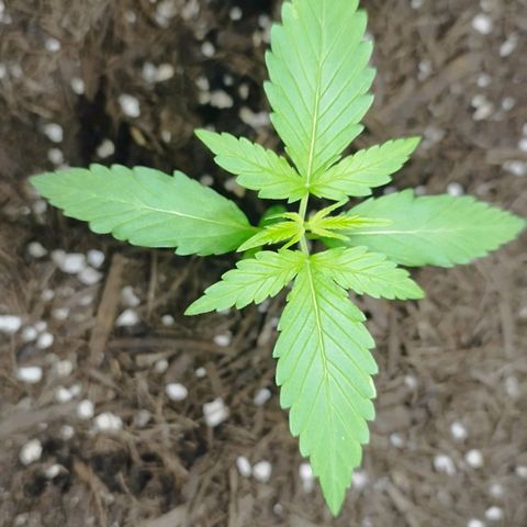 Afghan Kush Auto growlog timeline photo