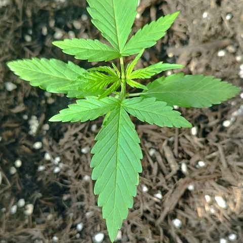 Afghan Kush Auto growlog timeline photo